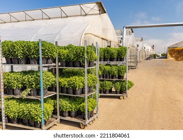 Racks Of Potted Chrysanthemums In Greenhouse. Horticulture Business