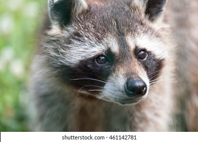 A Racoon