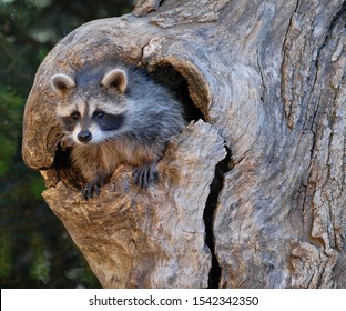 387 Raccoon Nest Images, Stock Photos & Vectors | Shutterstock