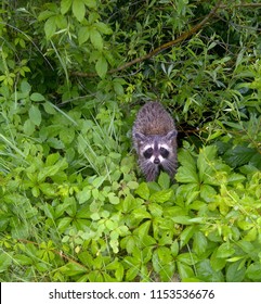 Racoon In The Bushes Urban Wildlife Toronto