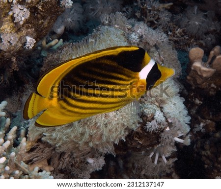 A Racoon Butterflyfish (Chaetodon lunula) in the Red Sea, Egypt