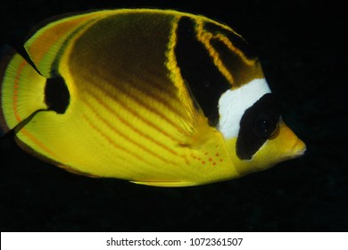 Racoon butterflyfish with yellow body accented by black and white bands set against black background, close-up, Kona, Hawaii.