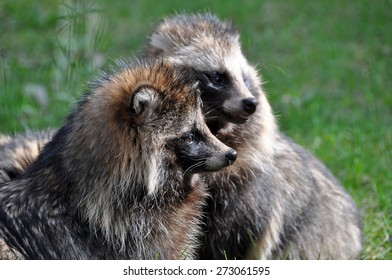 Racoon Dog