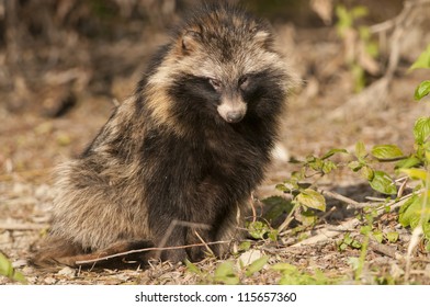 Racoon Dog In Autumn