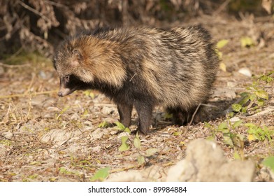 Racoon Dog In Autumn