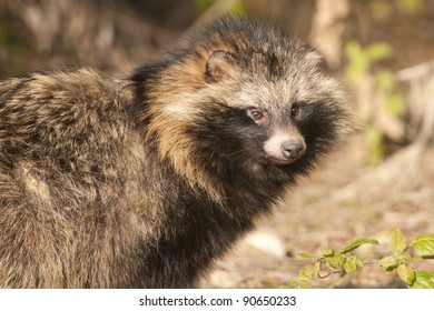 Racoon Dog In Autumn