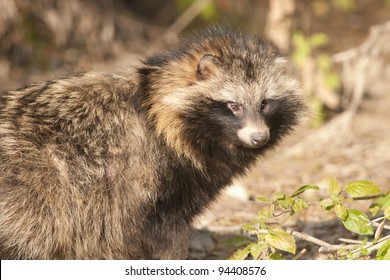 Racoon Dog In Autumn