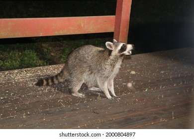 Racoon Eating At Night Time