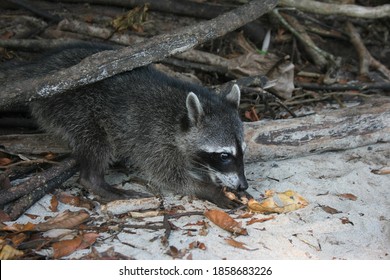 A Racoon Eating On The Beach In Costa Rica; Wildlife
