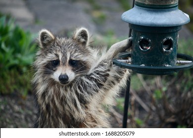 Racoon Eating Out Of A Birdfeeder.