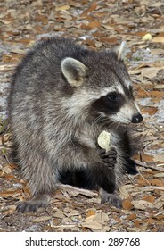 A Racoon Eating A Potato Chip.
