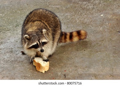 Racoon Eating A Slice Pf Bread In The Zoo