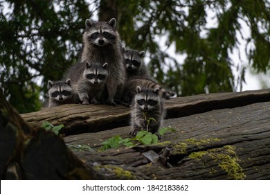 A racoon family captured sitting on a log in Stanley Park, Vancouver, Canada