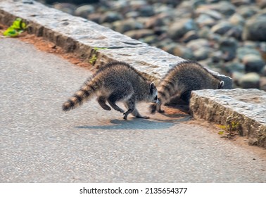 A Racoon Family Looking For Food In Stanley Park, Vancouver, Canada