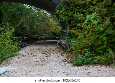 Racoon Family In Stanley Park, Vancouver