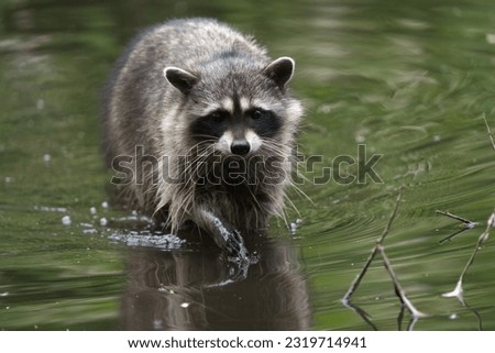 A racoon feeding at lakeside marsh. Racoon is a mammal native to North America. It is the largest of the procyonid family