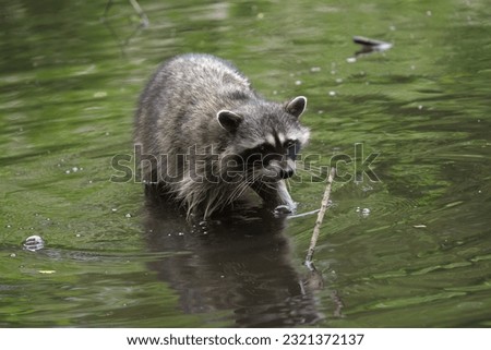 A racoon feeding at lakeside marsh. Racoon is a mammal native to North America. It is the largest of the procyonid family