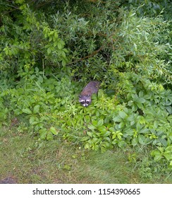 Racoon In The Garden