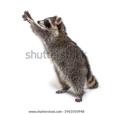 Racoon on hind legs, trying to reaching up, Curiosity