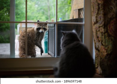 Racoon outside, looking at a cat, inside