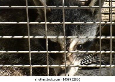 A Racoon In A  Pest Trap