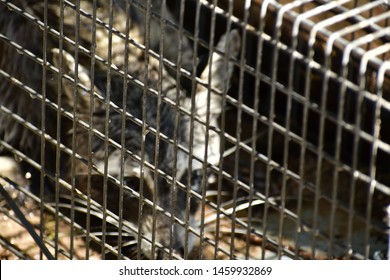 A Racoon In A  Pest Trap