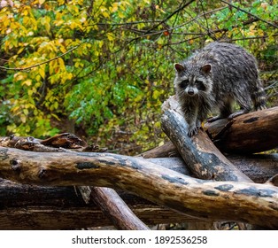 Racoon In The Rain Climbing Across Some Logs In Moore Park Ravine Toronto