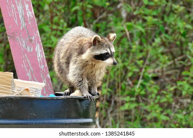 A Racoon Sitting On The Edge Of A Trash Bin 