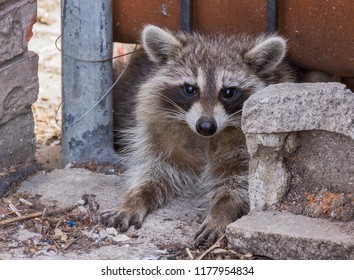 Racoon Under Fence In Toronto.