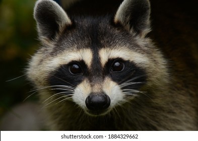 A Racoon In The Wild