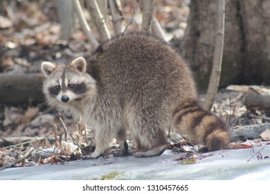 Racoon In Winter 