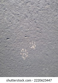 Racoons Paw Prints On The Pavement.