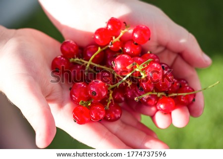 Rad currant in hands close up. Stock photo © 