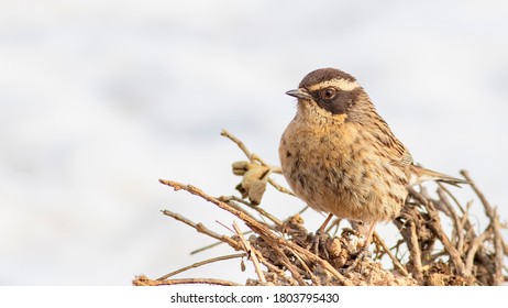 Radde`s Accentor Is On The Bushes.