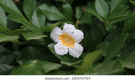 Radermachera sinica, also called china doll, serpent tree or emerald tree. An evergreen tree in the family Bignoniaceae, native to the subtropical mountain regions of southern China and Taiwan.