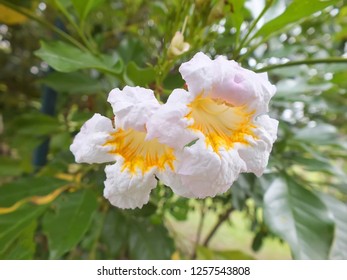 Radermachera sinnica : Same as trumpet and China doll flower. The inflorescence like a bouquet at the end of branch. Bell-shaped flowers with wavy at end of petals. There are white, and orange-yellow.