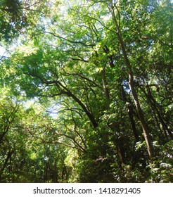 Radhanagri Revers Forest , KOlhapur District , Maharashtra , India In Summer 		