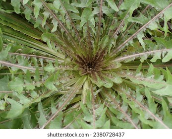 Radial pattern of Dandelion basal rosette