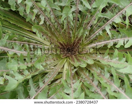 Radial pattern of Dandelion basal rosette
