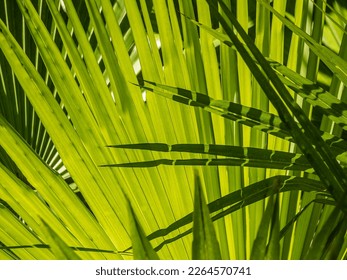 Radial patterns of palmetto leaves (possible binomial name: Serenoa repens) in sunlight and shade (selective focus) in a nature preserve in southwest Florida. For tropical and genetic motifs. - Shutterstock ID 2264570741