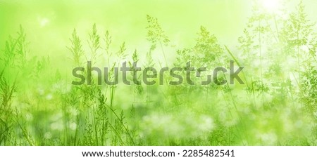 Radiant green spring background with blades of grass in a flower meadow in mornig sun. Close-up of nature scene in the backlightwith short depth of field.