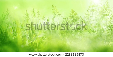 Radiant green spring background with blades of grass in a flower meadow in morning sun. Close-up of nature scene in the backlight with short depth of field.