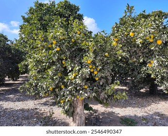 A radiant orange tree adorned with bright, ripe fruit, standing in a sunlit orchard with vibrant green foliage under a clear blue sky, epitomizing rural tranquility and abundance. - Powered by Shutterstock