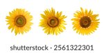 Radiant sunflower cut out on a white background, highlighting its golden petals, textured center, and lush green stem. Perfect for graphic design, educational use, or eco themed projects