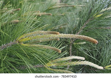 Radiata Pine Tree Redesdale Victoria Australia