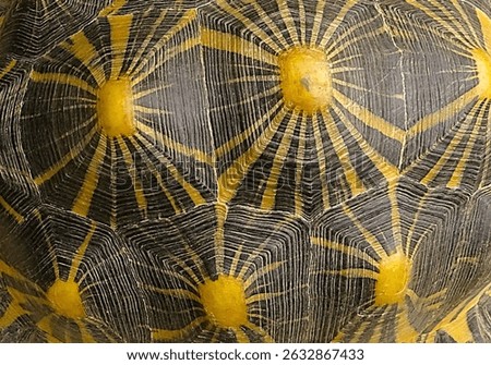 Radiated Tortoise Shell - Star Pattern