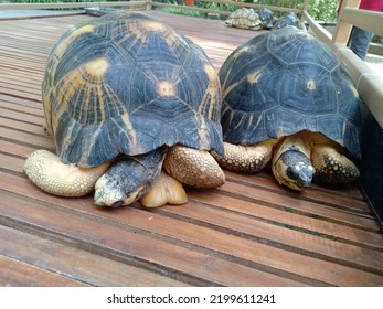 The Radiated Tortoise Is A Tortoise Species In The Family Testudinidae