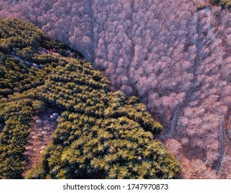 Radical Change Of Trees From Drone View