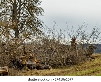 Radical pruning of fruit trees