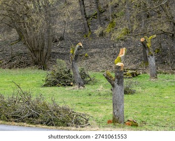 Radical pruning of fruit trees